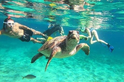 paphos:turtle-watching snorkeling sea scooter trip with guide