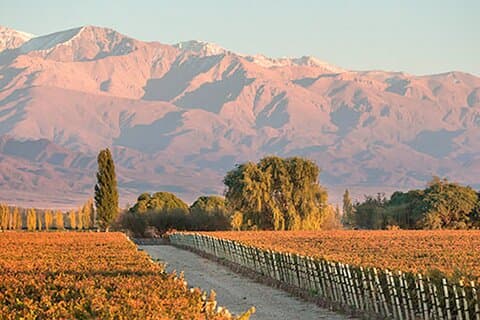 Visite privée d'un vignoble à Mendoza avec déjeuner et transport