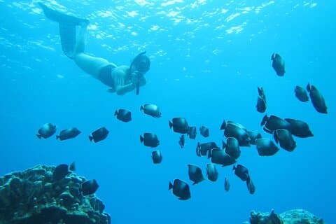Easter Island Snorkeling on Coral Reefs