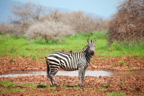 Safari guidé de 5 jours dans le nord de la Tanzanie