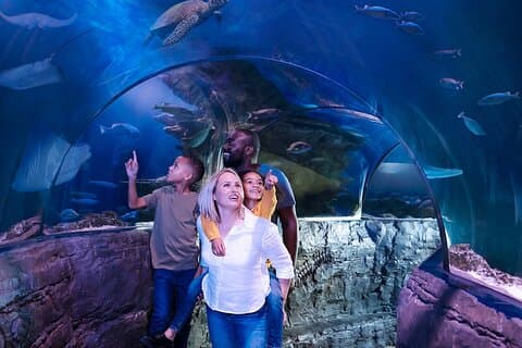 Kombibillet: Madame Tussauds & SEA LIFE London Aquarium