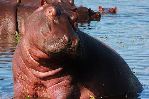 Chobe Day Trip