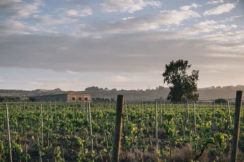 Syracuse: Eksklusiv siciliansk vinsmaking
