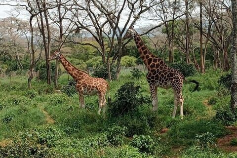Dagtour naar Karen Blixen, Kralenfabriek & Giraffe Center