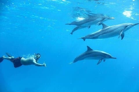 Nadar con delfines Sea Trip Aventura con almuerzo : Marsa Alam