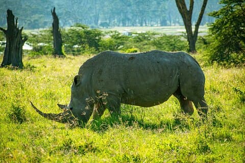 Tour zum Lake Nakuru Park mit optionaler Bootsfahrt auf dem Naivashasee