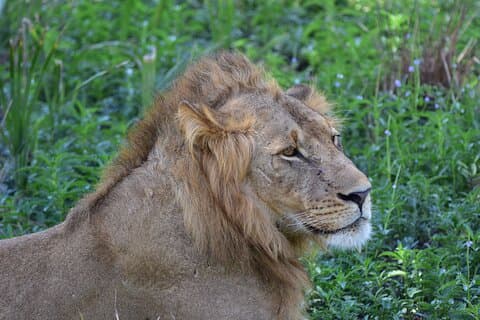 4-Daagse Mikumi en Udzungwa Bergen Safari Avontuur