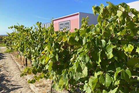 Regione meridionale di Lisbona (Fernão Pó) Tour privato di degustazione di vini