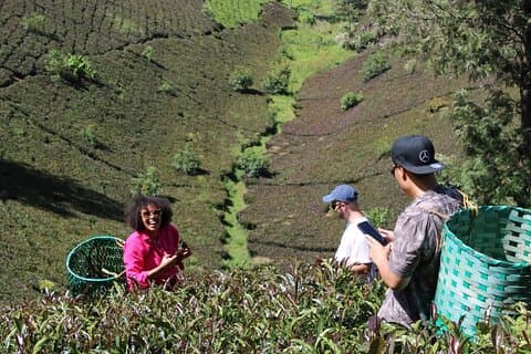 Purple Tea Farm Tour från Nairobi med teprovning och lunch