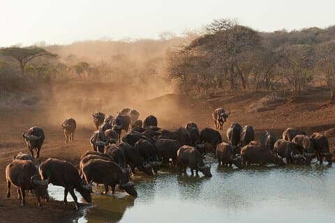 2-dages Kruger Overland Big 5 Safari Tour fra Johannesburg