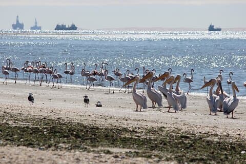 Pelican Point Guided Walk - offshore activity