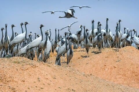 Explora Delhi Agra con el exclusivo Bharatpur Bird Century 3 Day