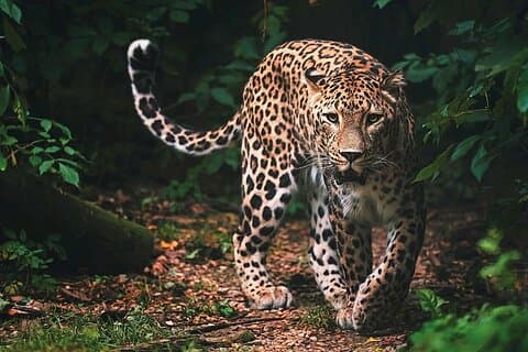 Wilpattu nationalpark Safari Från| Anuradhapura | Negombo