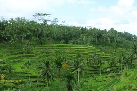 Top-Highlights Ubud Private Tagestour