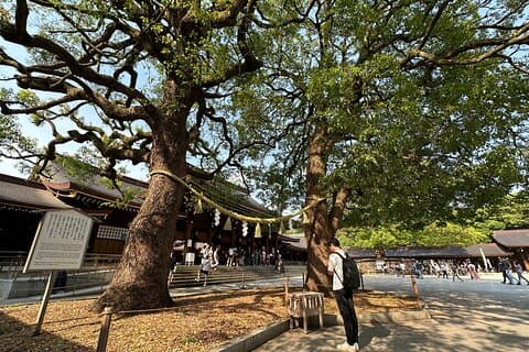 Sacra passeggiata mattutina e brunch al Santuario Meiji