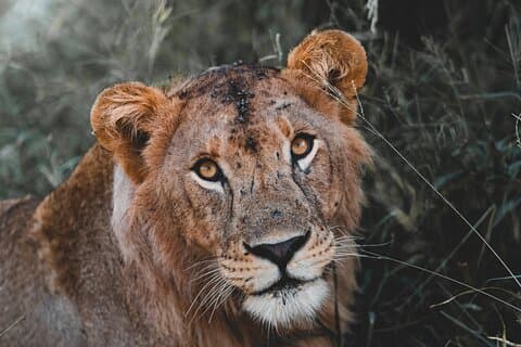 5-tägige Tansania-Safari