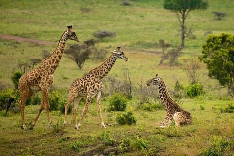 モンバサからツァボ西国立公園への3日間サファリ