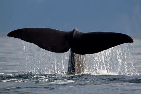 Whale Safari in Tromso