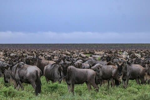 3 Days To Serengeti and Ngorongoro Crater Midrange