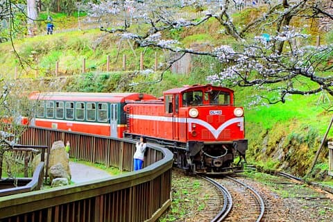 Fenqihu Old Street and Alishan Exclusive Complimentary Day Tour