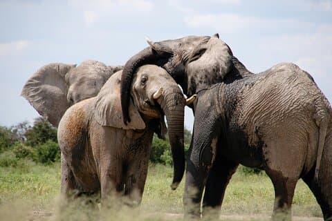 Walking Safari