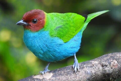 グアタペ発ジャングル ツアー バード ウォッチングと地元の動物たち