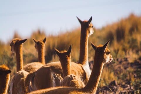 Nazca: Hoteller i nærheden af Vicuna & Lama Sanctuary