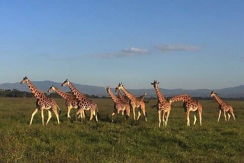 12 jours Kenya et Tanzanie safari lodge privé au départ de Nairobi