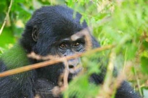 3 dager fantastisk gorilla trekking i Uganda