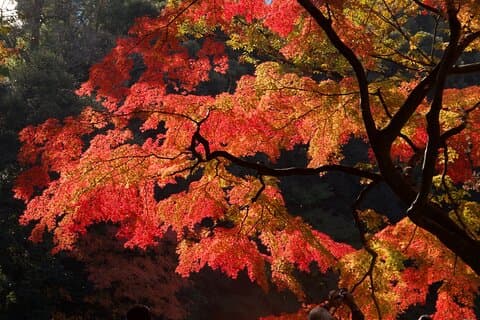 Red, Yellow and Brown - Visit autumn leaves spots in Tokyo