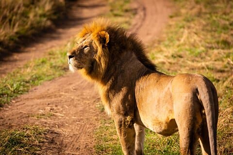 3 dage Serengeti og Ngorongoro Midrange Gruppe Safari