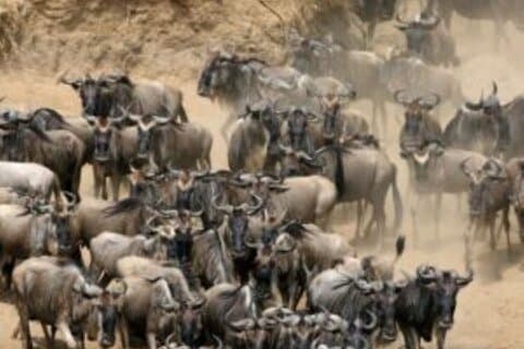 Safari de groupe de 6 jours à Mara, Nakuru et Amboseli dans des lodges moyens de gamme