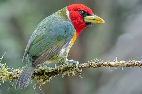 Cali Vogelbeobachtung und Botanik Tour bei KM18