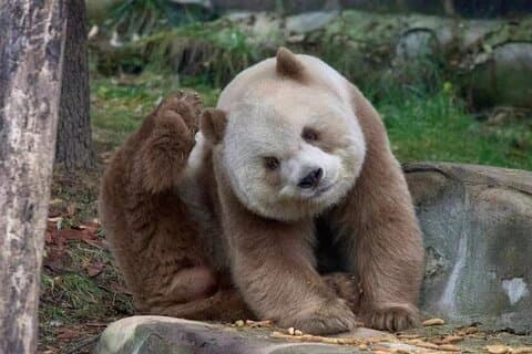 Tour privato esclusivo di un giorno di Xi'an Panda gigante (Panda Qizai)