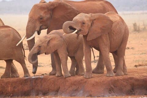 3 Days Safari To Tsavo East and Tsavo West-from Mombasa/Diani