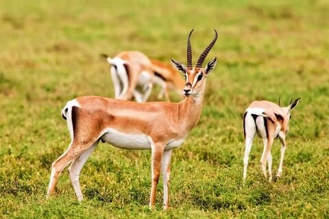 Parco Nazionale di Agadir e mini gita di un giorno nel Sahara