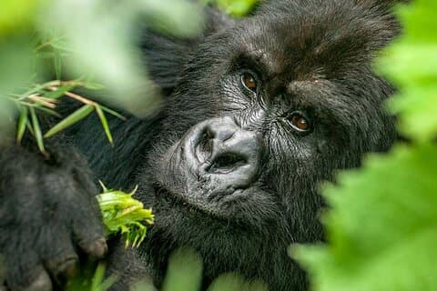 2-Day Gorilla Trekking, Conservation Museum and Cultural Tour