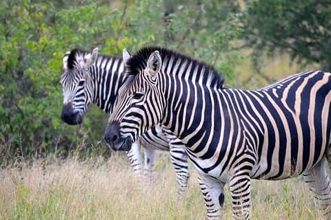 2 Day Akagera Safari with Sunset Boat Cruise & Overnight Camping