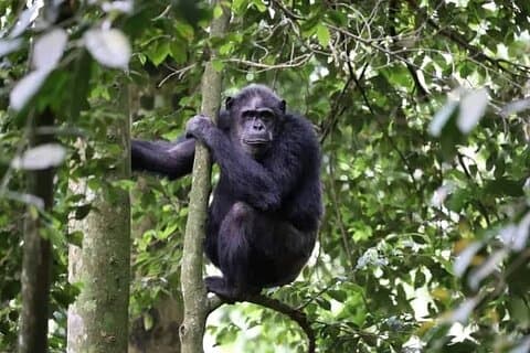 2 Dage Privat Chimpanse Tracking og Canopy Walk i Nyungwe NP
