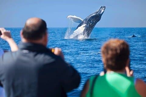 Los Cabos Whale Watching Adventure met snacks en drankjes