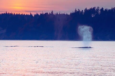 Sunset on the Salish Sea Tour in Campbell River