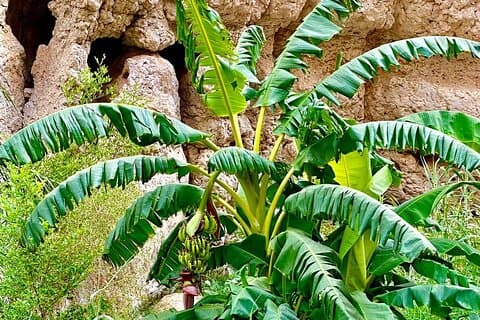 Wadi Shab private Tour