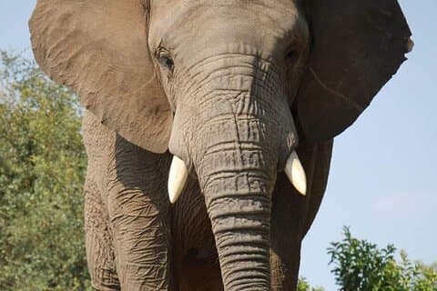 Addo Elephant Nationalpark und Kragga Kamma Game Park Tour