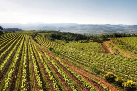 Corpinnat Penedes Sparkling Wine and Gastronomy Experience