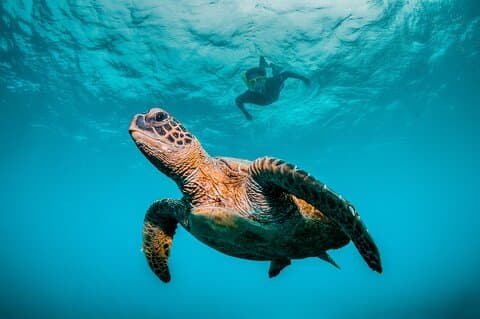 5 Hours Daymaniyat Half Day Snorkeling Trip