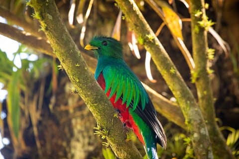 Cloud Forest Avventura: Escursione al Baldacchino Mistico!