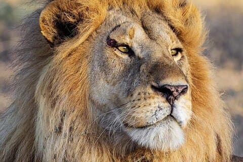 3 Tage Safari zum Serengeti Nationalpark und Ngorongoro Krater