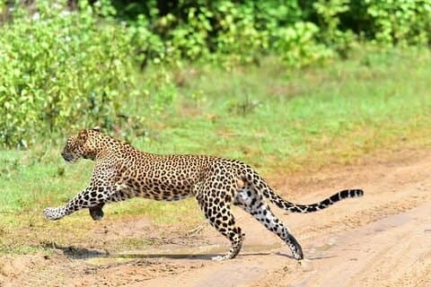 Yala nationalpark Safari från Ella