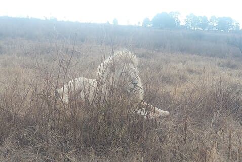 Kruger National Park 2 day from Johannesburg or Pretoria