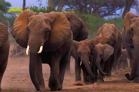 Övernattning i Amboseli nationalpark Lyxsafari